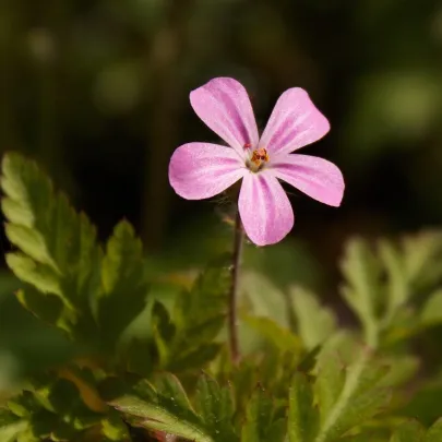 BIO Pakost smradľavý - Geranium robertianum - bio semená - 10 ks - ukončený