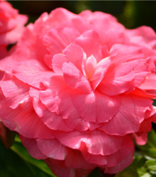 Begónia plnokvetá ružová - Begonia superba - cibuľoviny - 2 ks