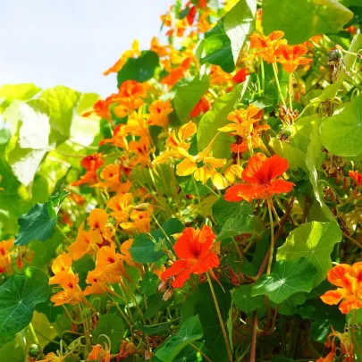 Kapucínka väčšia Out of Africa - Tropaeolum Majus  - predaj semien kapucínky - 15 ks