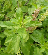 Bazalka indická Tulsi - Ocimum tenuiflorum - semená - 50 ks