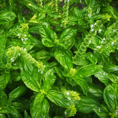 Bazalka pravá Spice - Ocimum basilicum - semená - 30 ks
