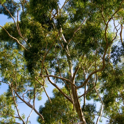 Eukalyptus citrónový - Corymbia citriodora - Eucalyptus citriodora - semená - 5 ks