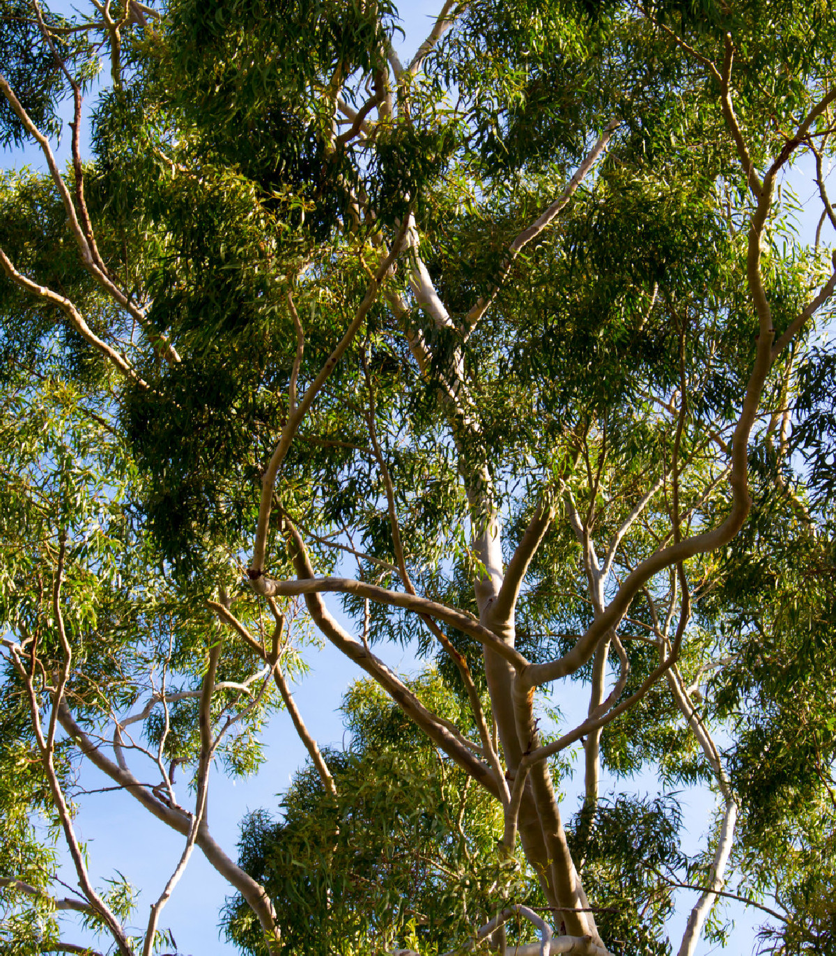 Eukalyptus citrónový - semena - 5 ks - Eucalyptus citriodora