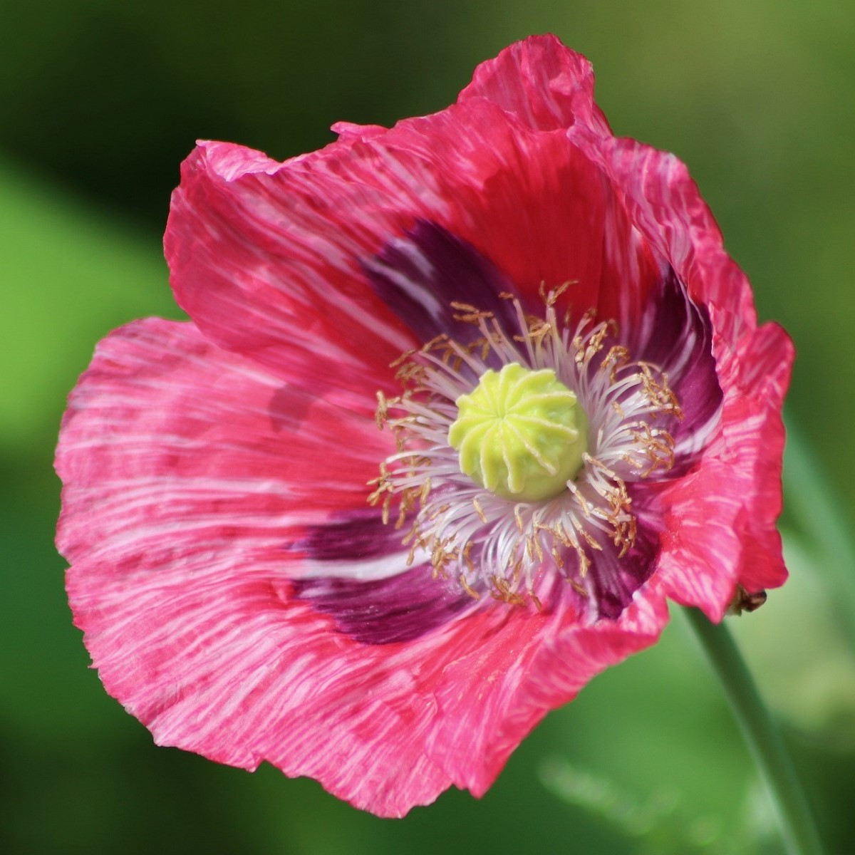 Mak Central Park - Papaver rhoeas - predaj sadeníc maku - 1 ks