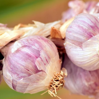 Sadbový cesnak Sultop - Allium sativum - paličiak - cibule cesnaku - 1 balenie