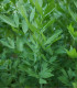 Libeček - semena Libečku - rostlina Levisticum officinale pěstování  - 0,4 gr