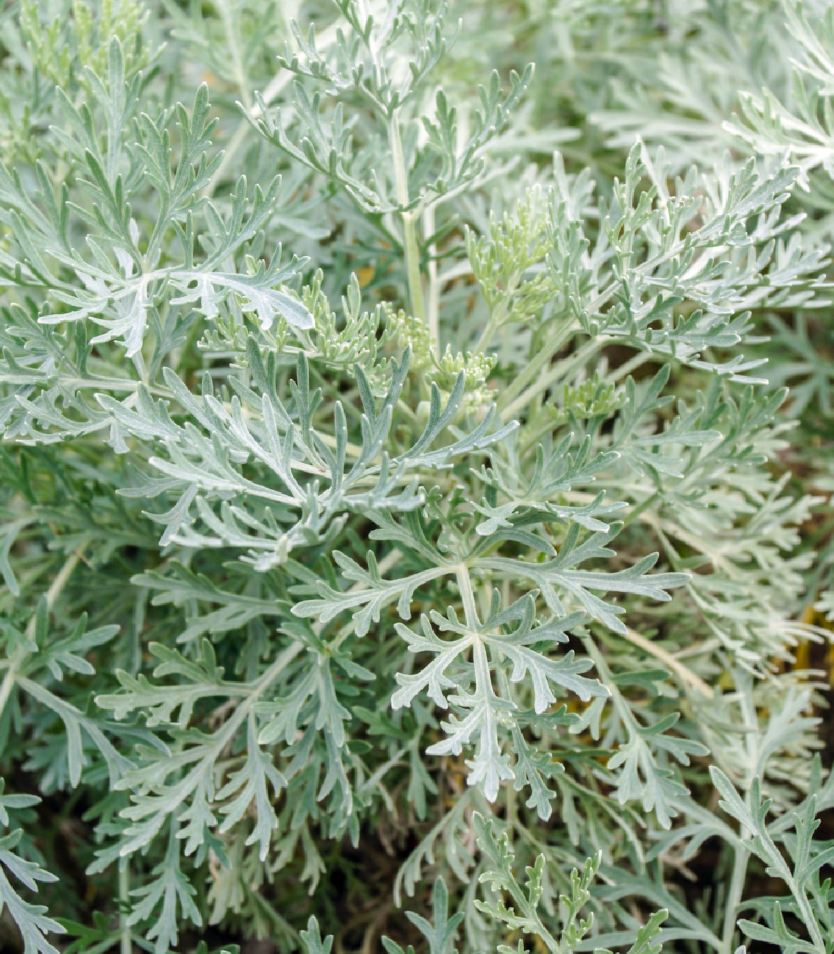 Pelyněk pravý - semínka Pelyňku - rostlina Artemisia absinthum - 0,02 g