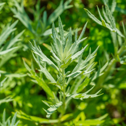 Pelyněk kozalec - Estragon - semínka Estragonu - rostlina Artemisis dracunculus - 500 ks