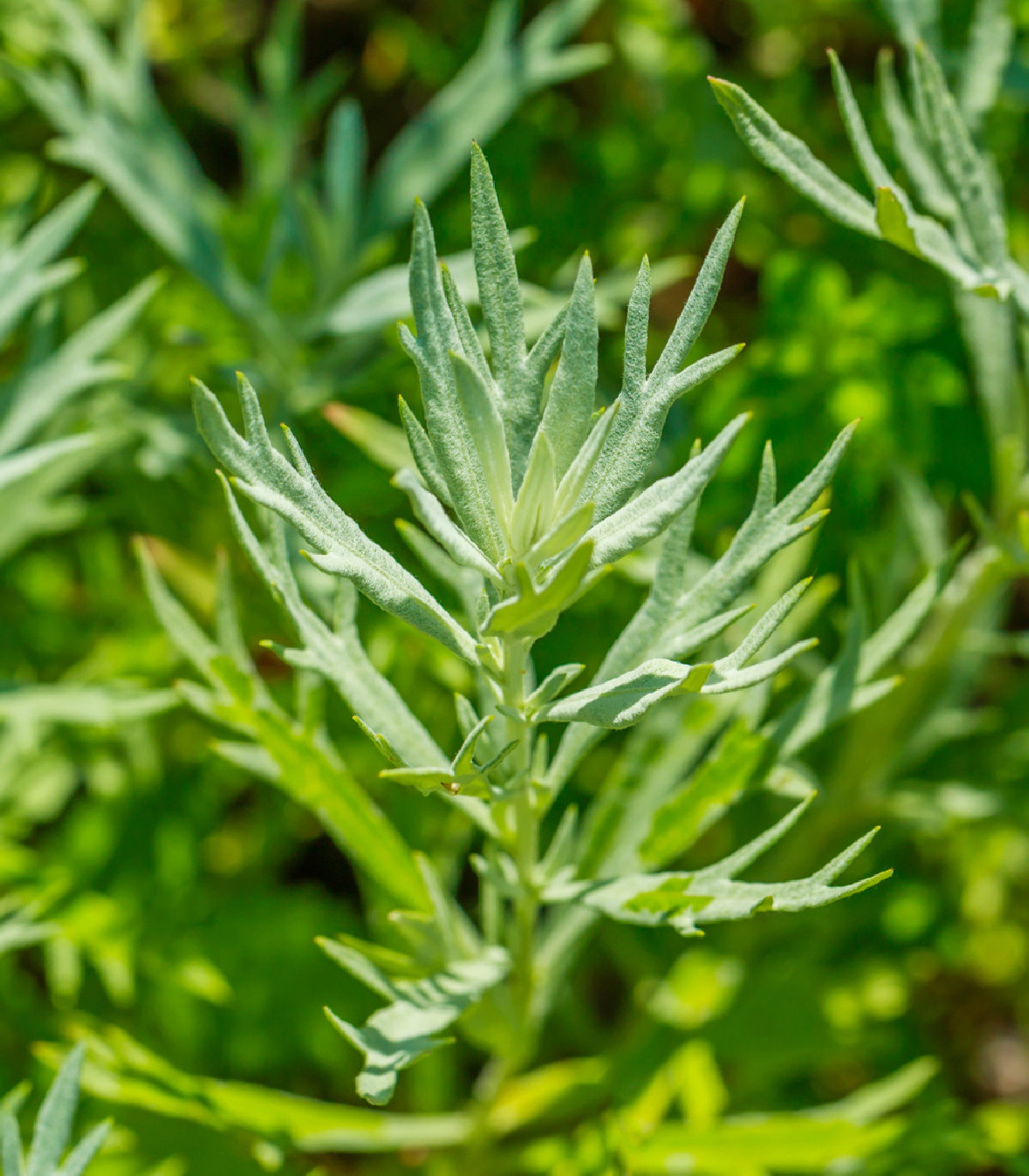 Palina dračia - Artemisia dracunculus - semená - 0,1 g