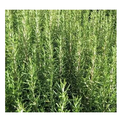 Rozmarín lekársky - Rosmanius officinalis - semená - 50 ks