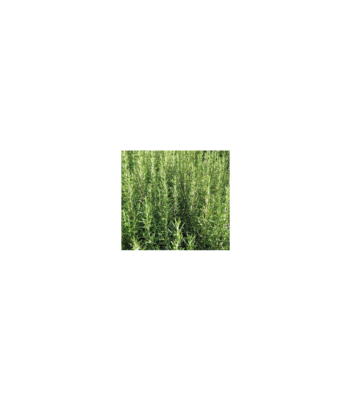 Rozmarýn lékařský - semínka Rozmarýnu - rostlina Rosmanius officinalis pěstování  - 50 ks