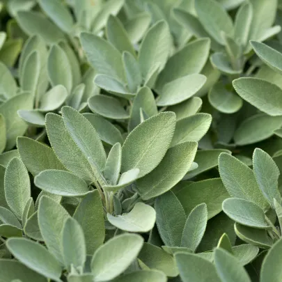 Šalvia lekárska - Salvia officinalis - semená - 20 ks