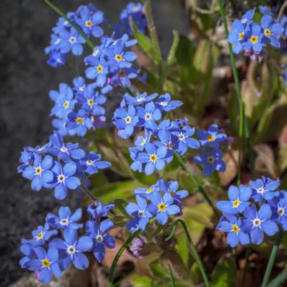 Nezábudka lesná Compindi - Myosotis sylvatica - semená - 100 ks