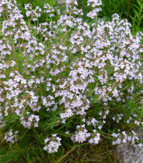 Tymián obyčajný - Thymus vulgaris - semená - 0,08 g