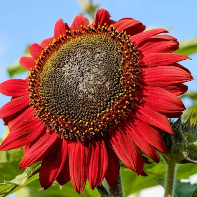 Slnečnica ročná Moulin Rouge - Helianthus annuus - semená - 8 ks