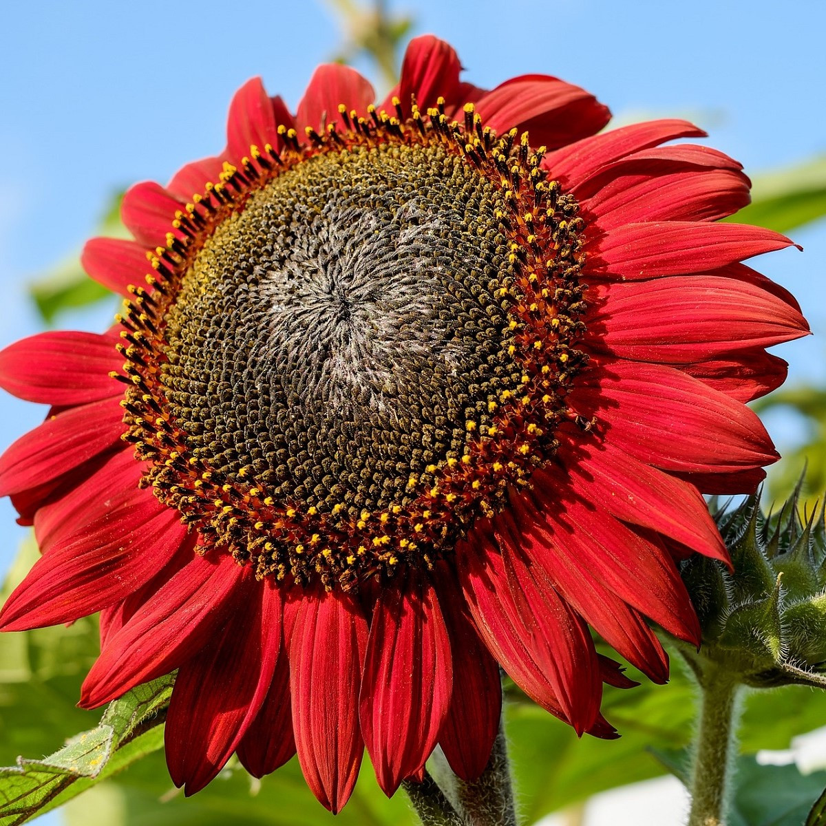 Slnečnica ročná Moulin Rouge - Helianthus annuus - semená - 8 ks