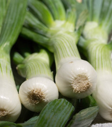 Cibuľa biela jarná La Reine - Allium cepa - predaj semien cibule - 250 ks