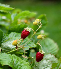 Jahoda mesačná Alexandria - Fragaria vesca - semená - 20 ks