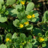 Portulaka kapustová Golden - Portulaca oleracea - semená - 100 ks
