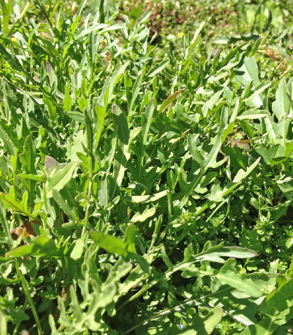 Divoká roketa - Wild rocket - semena Rokety - Diplotaxis tenuiflora - 0,5 gr