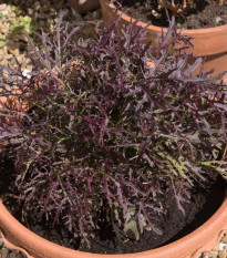 Mizuna Red Knight F1 - japonská horčica - Brassica rapa ssp. Japonica - semená - 400 ks