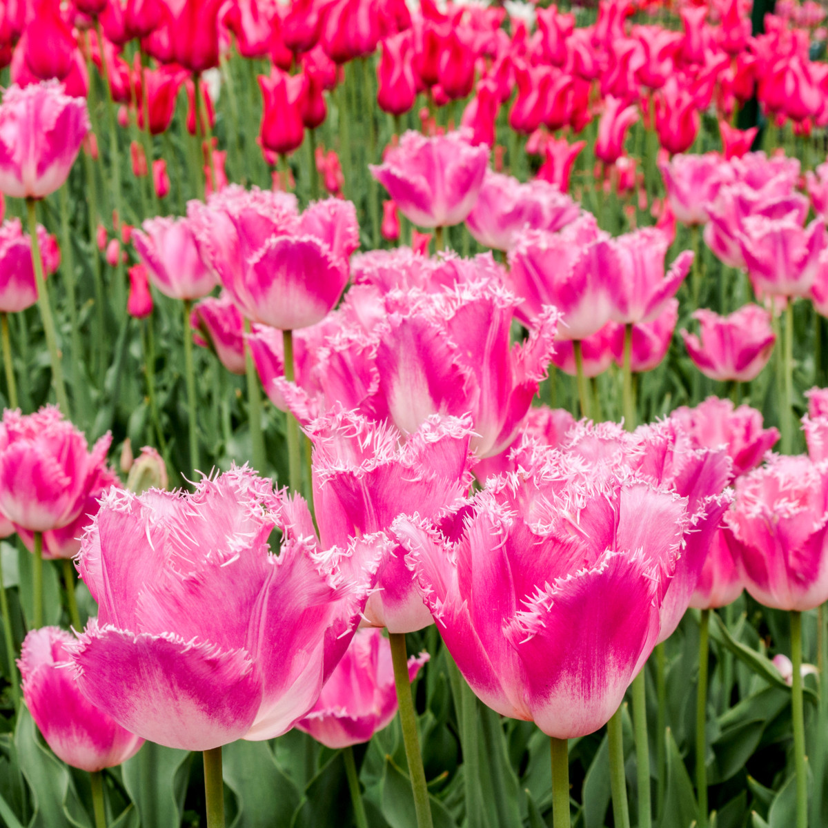 Tulipán Fancy Frills - Tulipa - cibľoviny - 3 ks