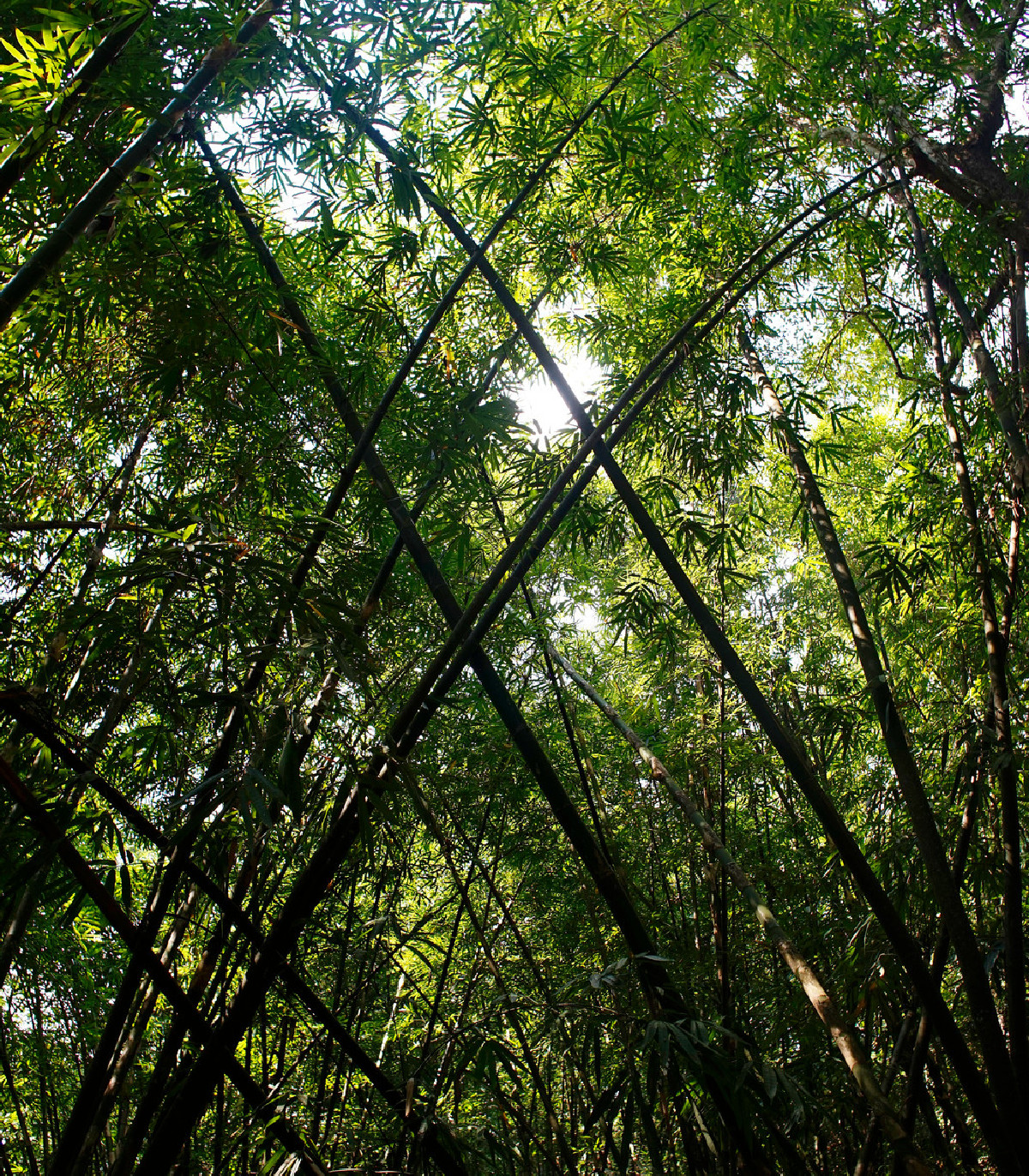 Bambus obrovský - semínko Bambusu - 2 ks - Bambusa Arundinacea