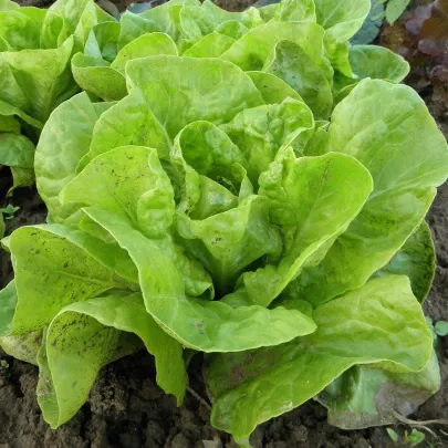 BIO šalát Batavia Leny - Lactuca Sativa - Bio Semená - 100 ks