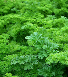 Petržlen Vňaťový Zelená Perla - Petroselinum Crispu - Semená Petržlenu - 1 G