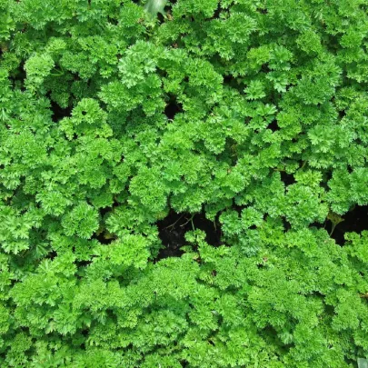 Petržlen záhradný vňaťový kudrnka - Petroselinum crispum convar. vulgare - semená - 700 ks