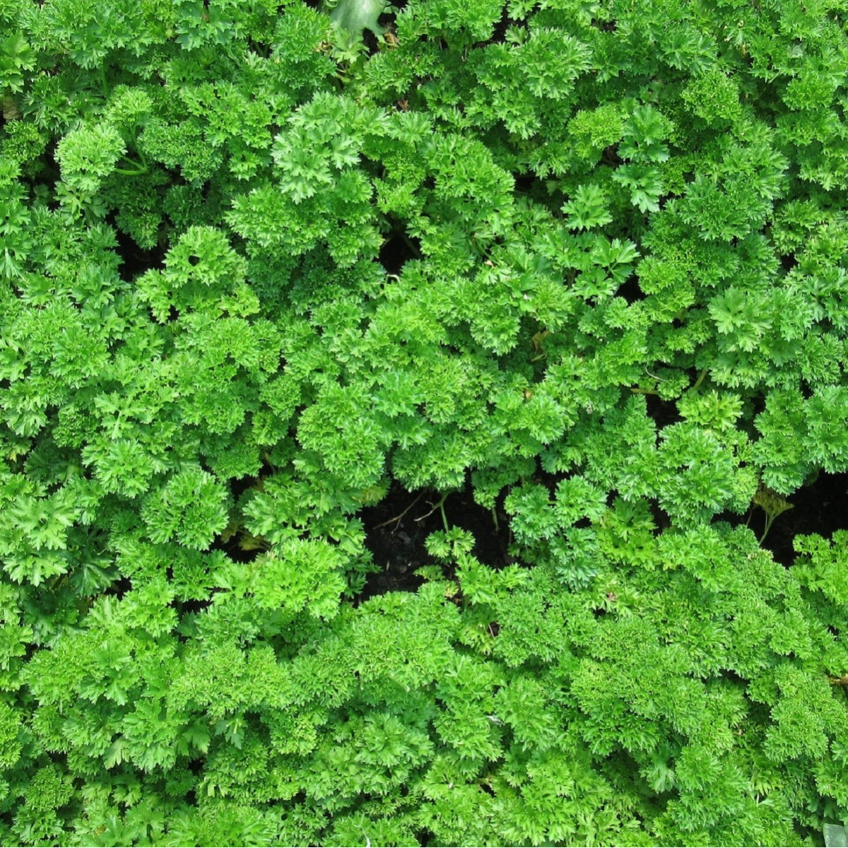 Petržlen záhradný vňaťový kudrnka - Petroselinum crispum convar. vulgare - semená - 700 ks