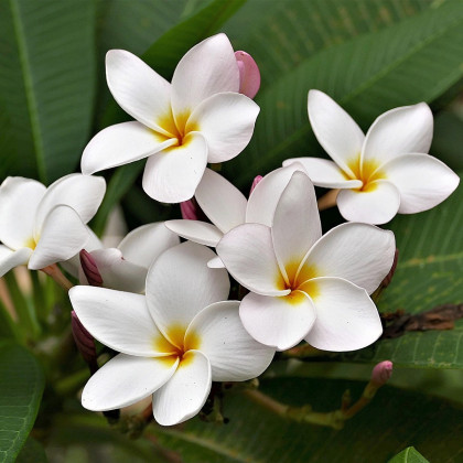 Pluméria - Havajská kvetina - Plumeria - semená - 3 ks
