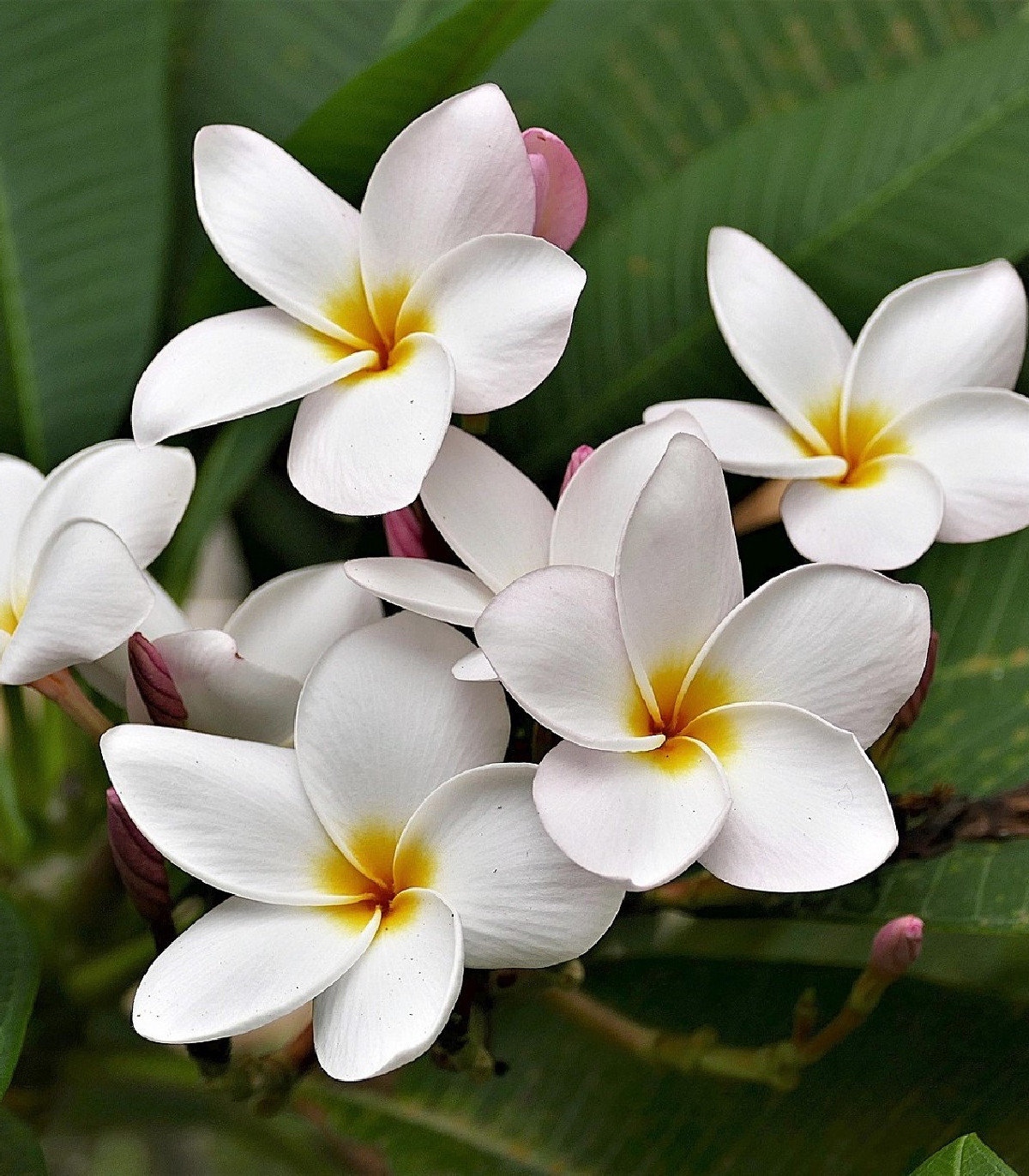 Pluméria - Havajská kvetina - Plumeria - semená - 3 ks