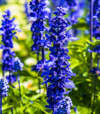 Šalvia Victoria Blue - Salvia farinacea - semená - 20 ks