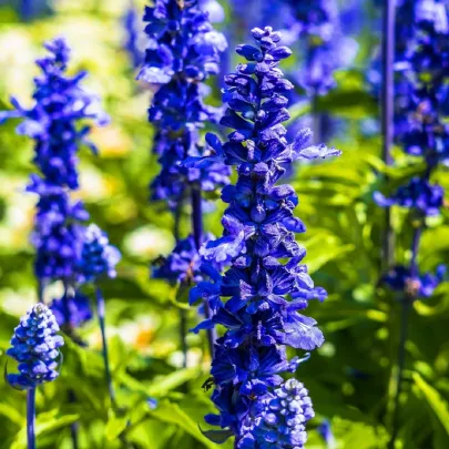 Šalvia Victoria Blue - Salvia farinacea - semená - 20 ks
