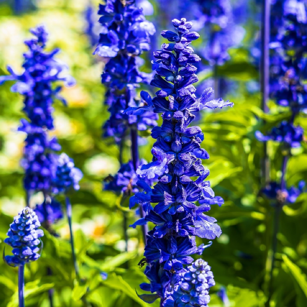 Šalvia Victoria Blue - Salvia farinacea - semená - 20 ks