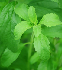 Stévia sladká - Stevia rebaudiana - semená - 15 ks