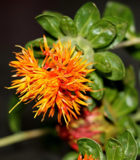 Požlt farbiarsky Zanzibar - Carthamus tinctorius - semená šafranu na sušenie - 20 ks