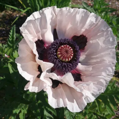 Mák východní Miss Piggy - Papaver orientale - prostokořenné sazenice máků - 1 ks