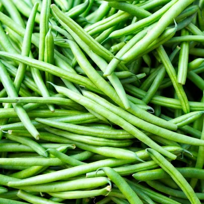 Fazuľa Enorma - Phaseolus Coccineus - Semená Fazule - 20 Ks