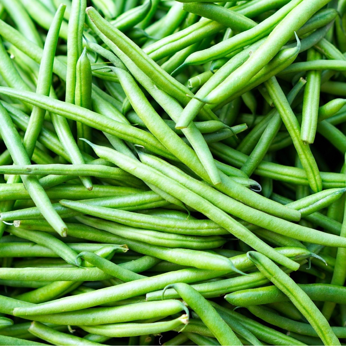 Fazuľa Enorma - Phaseolus Coccineus - Semená Fazule - 20 Ks