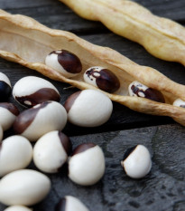 Fazuľa obyčajná kríčková Dalmatin - Phaseolus vulgaris - semená - 15 ks