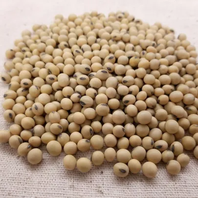Sója - Glycina max - semená - 25 ks