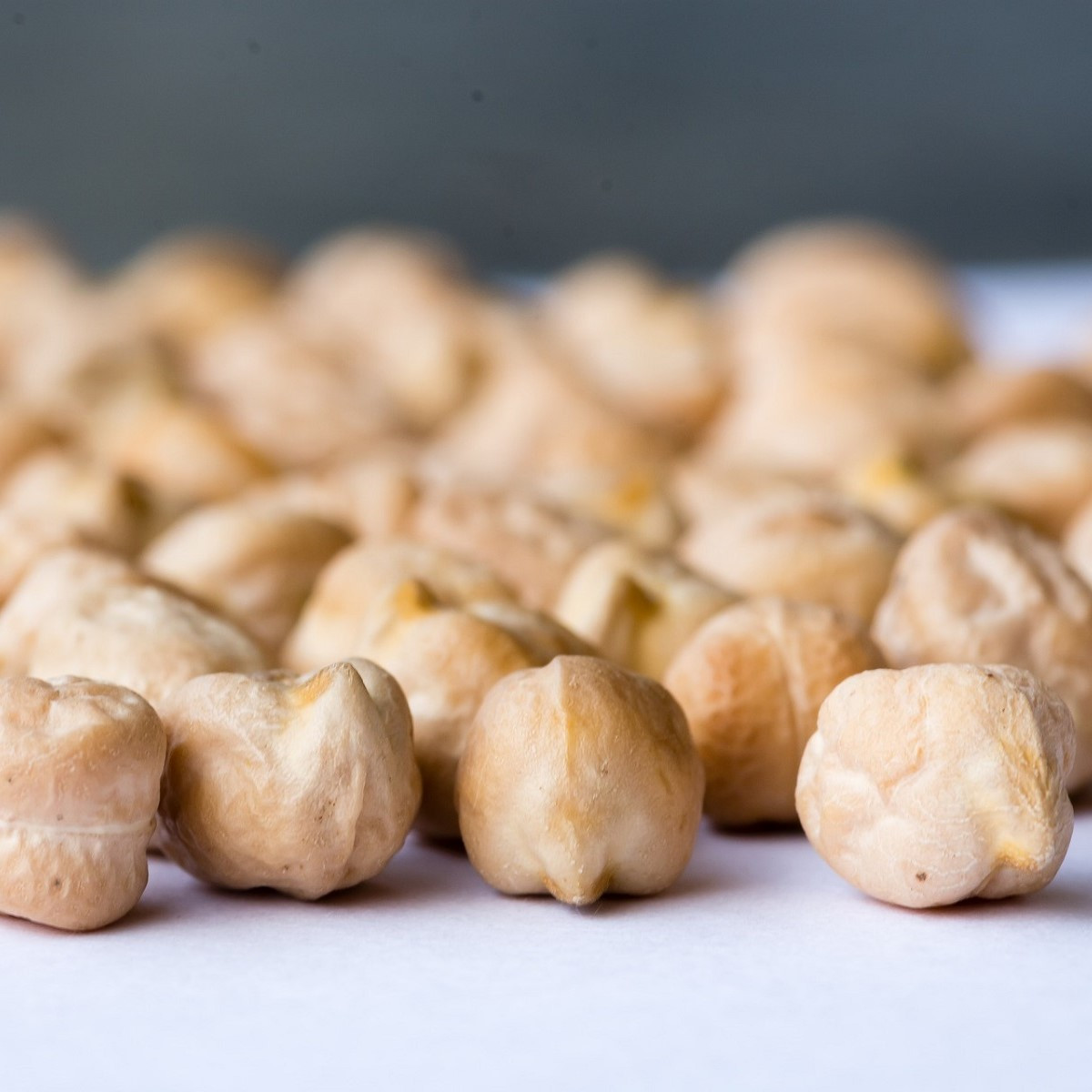 Cícer Pascia - Cicer arietinum - semená - 10 ks