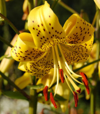 Ľalia Martagon Guinea Gold - Lilium martagon - cibuľoviny - 1 ks