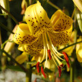 Ľalia Martagon Guinea Gold - Lilium martagon - cibuľoviny - 1 ks
