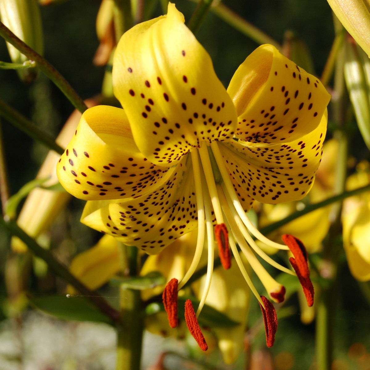 Ľalia Martagon Guinea Gold - Lilium martagon - cibuľoviny - 1 ks