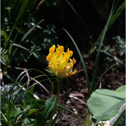 Bôlhoj lekársky - Anthyllis vulnerária - semená - 30 ks