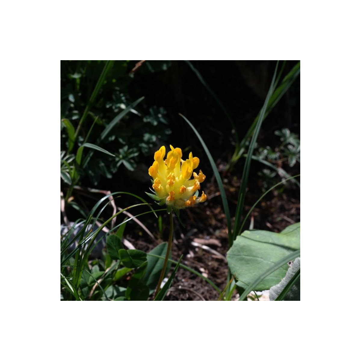 Bôlhoj lekársky - Anthyllis vulnerária - semená - 30 ks