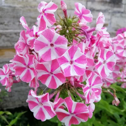 Plamienka Peppermint Twist - Phlox - predaj voľnokorenných sadeníc plamienky - 1 ks